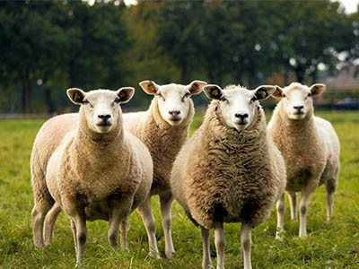 Four Sheep staring