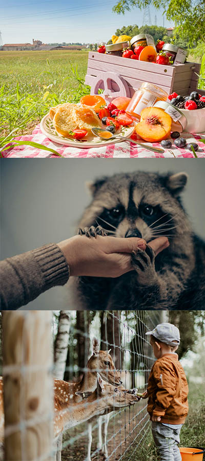 3 sepeare pictures stacked on top of each other, A picnic, A hand feeding a Racoon and a child feeding a gazele through a fence