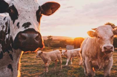 Cattle roaming a field