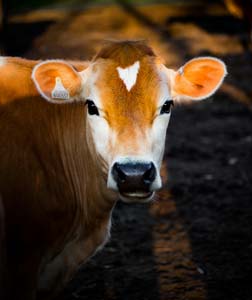 a Cow staring