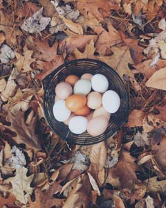 Several eggs in a basket