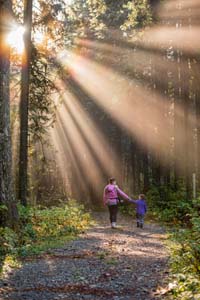 Rays of sunlight shining through tree's