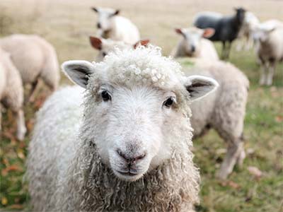 Several sheep in a field